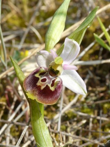 Ophrys apulica?